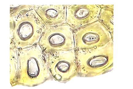 $publishedArticle->coverImageAltText