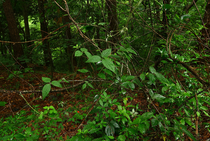 $publishedArticle->coverImageAltText