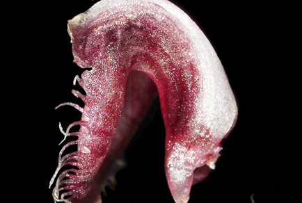 $publishedArticle->coverImageAltText