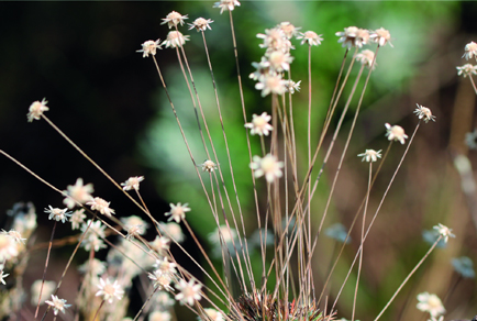 $publishedArticle->coverImageAltText