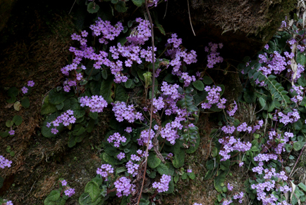 $publishedArticle->coverImageAltText