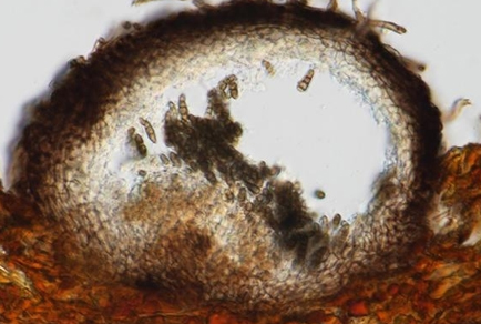 $publishedArticle->coverImageAltText