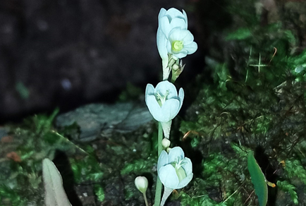 $publishedArticle->coverImageAltText