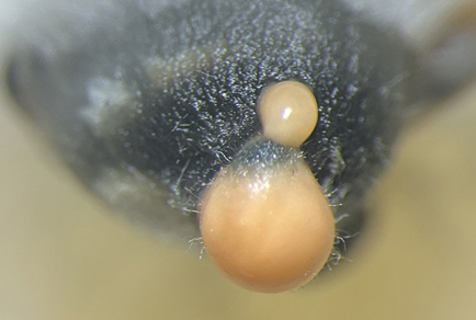 $publishedArticle->coverImageAltText