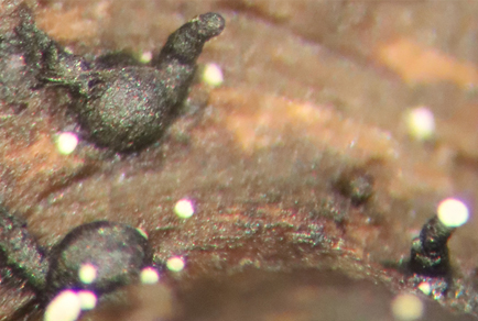 $publishedArticle->coverImageAltText