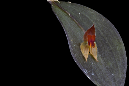 $publishedArticle->coverImageAltText