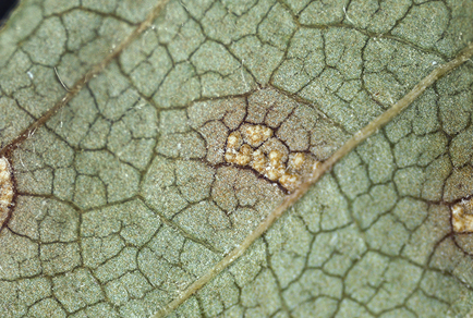 $publishedArticle->coverImageAltText