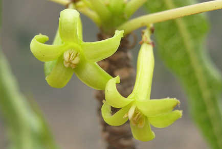 $publishedArticle->coverImageAltText