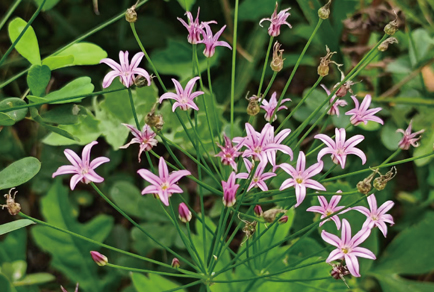 $publishedArticle->coverImageAltText