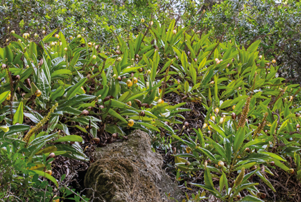 $publishedArticle->coverImageAltText