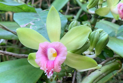 $publishedArticle->coverImageAltText