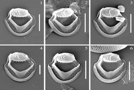 $publishedArticle->coverImageAltText