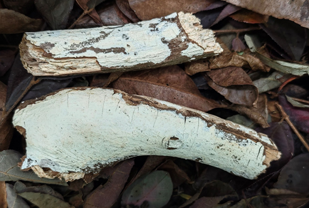 $publishedArticle->coverImageAltText