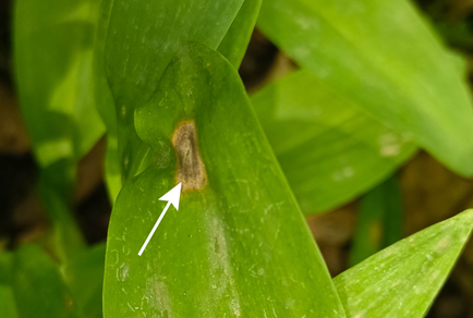 $publishedArticle->coverImageAltText