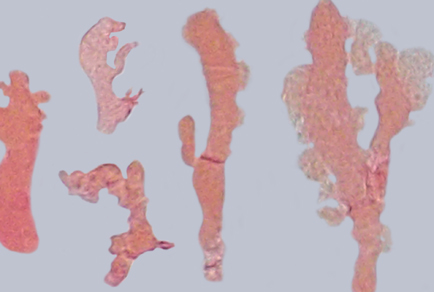 $publishedArticle->coverImageAltText