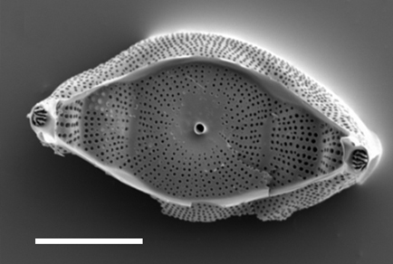 $publishedArticle->coverImageAltText