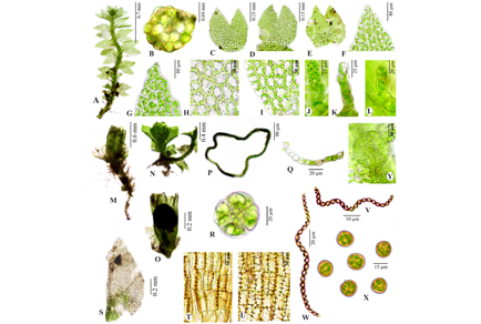 $publishedArticle->coverImageAltText