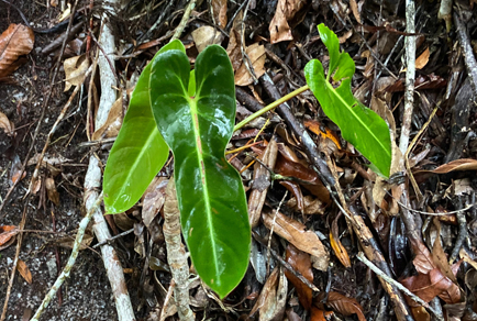 $publishedArticle->coverImageAltText