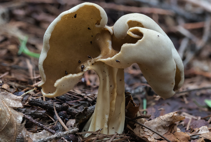 $publishedArticle->coverImageAltText