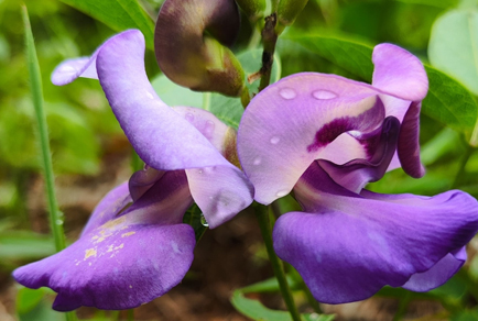 $publishedArticle->coverImageAltText