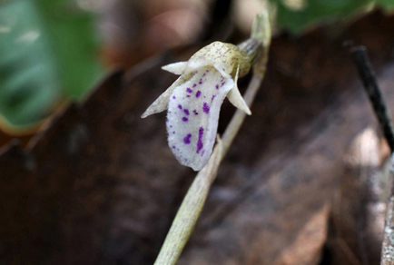 $publishedArticle->coverImageAltText