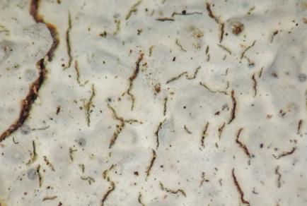 $publishedArticle->coverImageAltText