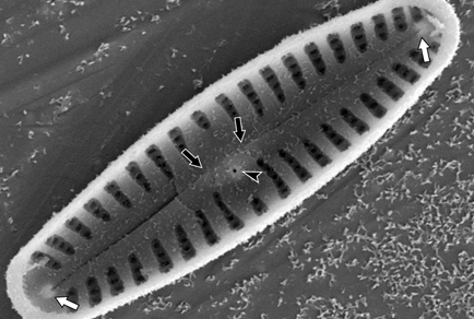 $publishedArticle->coverImageAltText