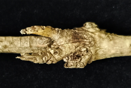 $publishedArticle->coverImageAltText