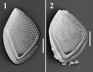 $publishedArticle->coverImageAltText