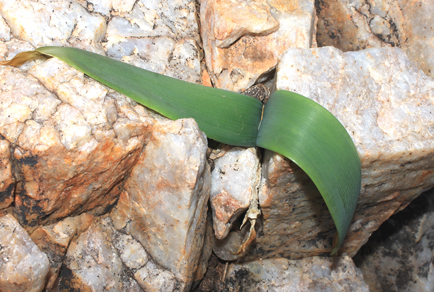 $publishedArticle->coverImageAltText