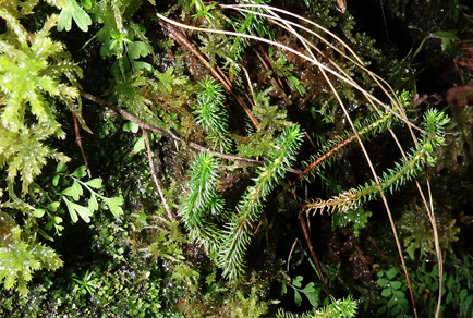 $publishedArticle->coverImageAltText