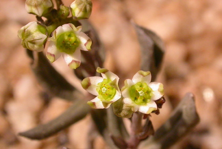 $publishedArticle->coverImageAltText