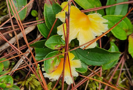 $publishedArticle->coverImageAltText