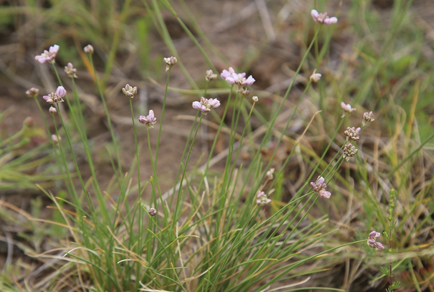 $publishedArticle->coverImageAltText