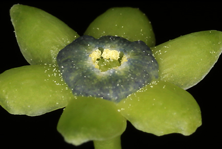 $publishedArticle->coverImageAltText