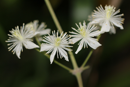 $publishedArticle->coverImageAltText