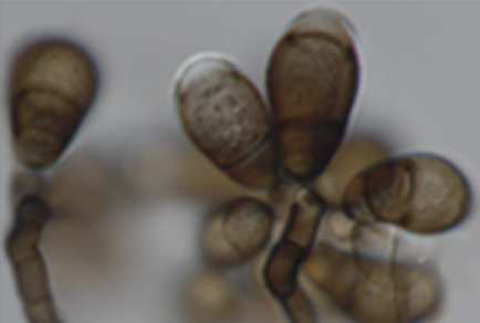 $publishedArticle->coverImageAltText