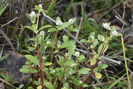 $publishedArticle->coverImageAltText