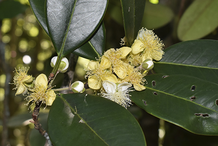 $publishedArticle->coverImageAltText