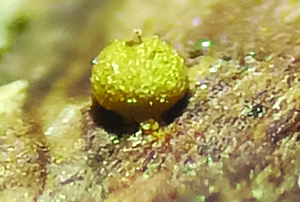 $publishedArticle->coverImageAltText