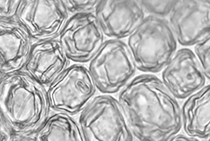 $publishedArticle->coverImageAltText