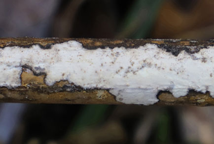 $publishedArticle->coverImageAltText