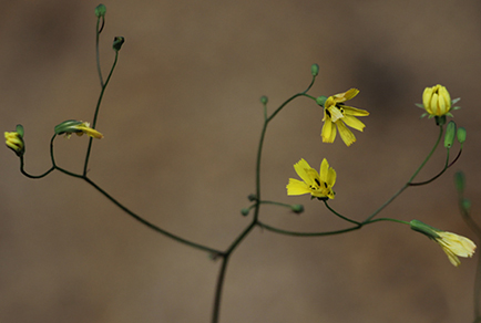 $publishedArticle->coverImageAltText