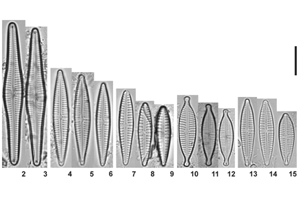 $publishedArticle->coverImageAltText