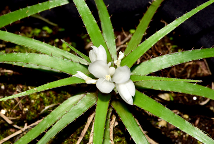 $publishedArticle->coverImageAltText