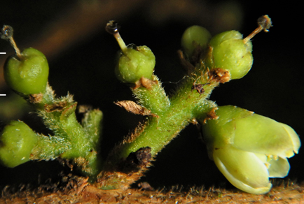 $publishedArticle->coverImageAltText