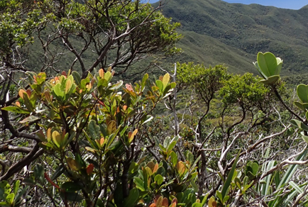 $publishedArticle->coverImageAltText