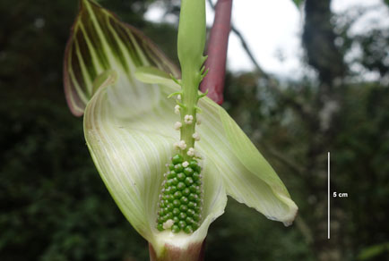 $publishedArticle->coverImageAltText