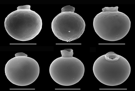 $publishedArticle->coverImageAltText