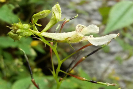 $publishedArticle->coverImageAltText